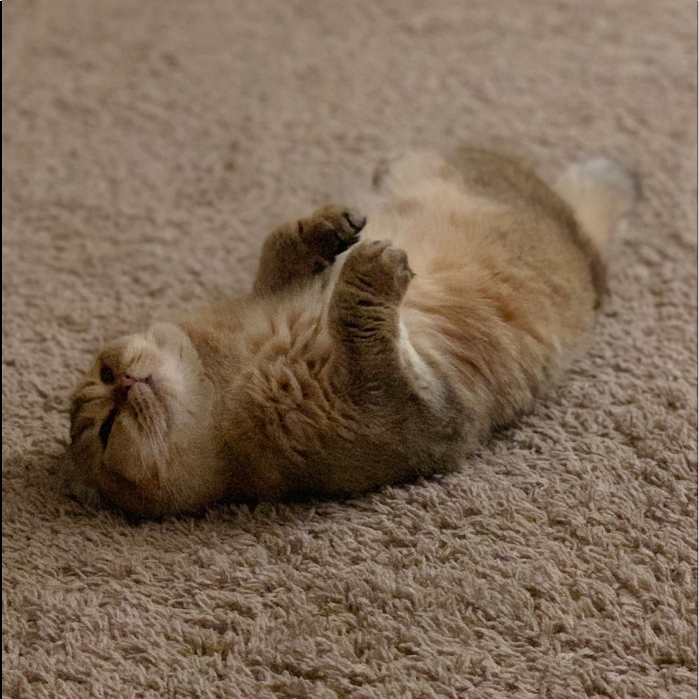 Meet your Posher, Dawn